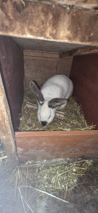 Продам кроликов 5.000