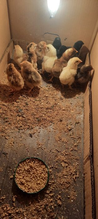 Продаются Цыплята
