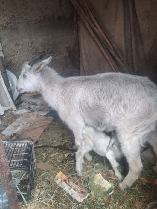 Ешки еркек лагымен