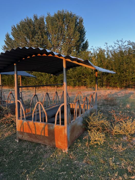 Iesle pentru vaci si cai