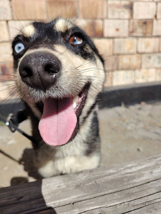 Собака по имени Пуква ищет дом