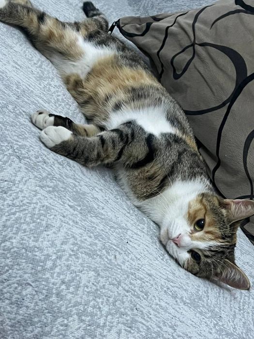 Кошка даётся бесплатно