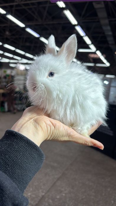 Кролики карликовые поступление малышей