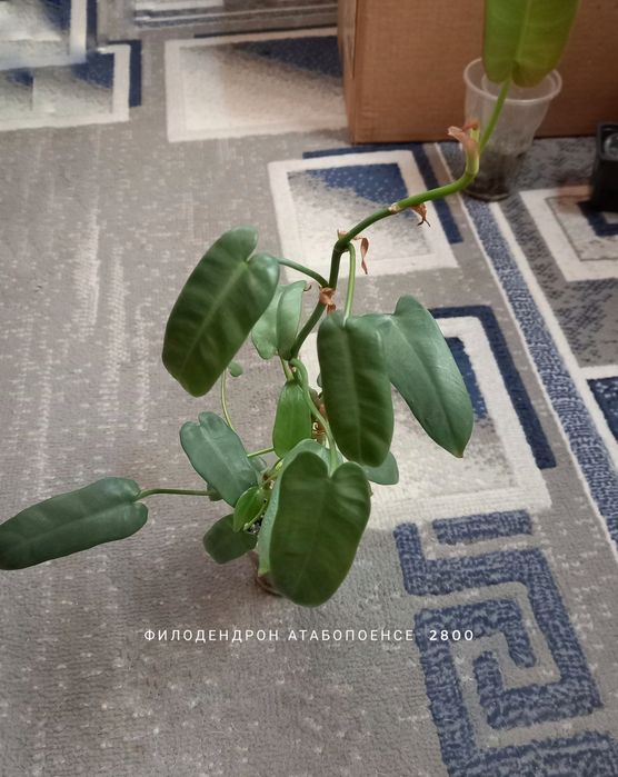 Филодендрон, растения, цветы