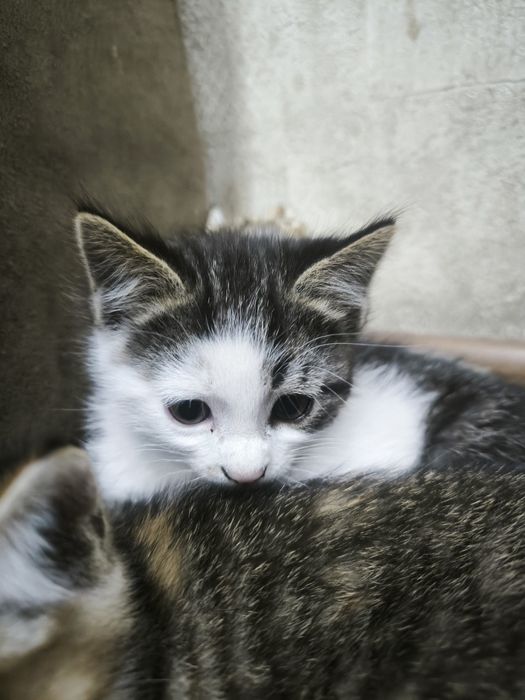 Кошки 50 000 сум