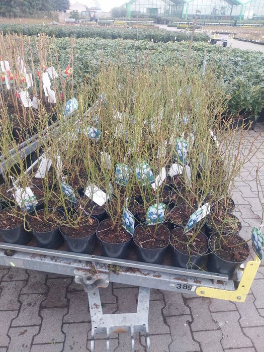 Pomi fructiferi direct de la producator