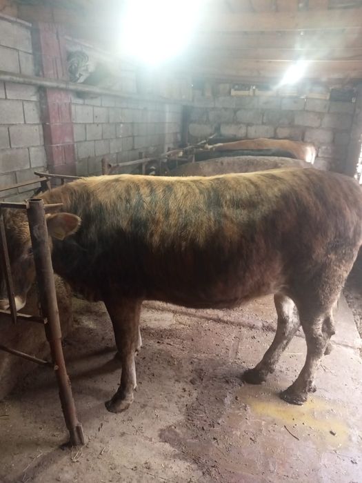 Продам молодых тёлок, откормленные