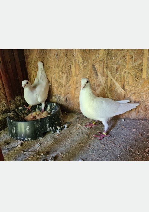 Vând porumbei voiajori albi