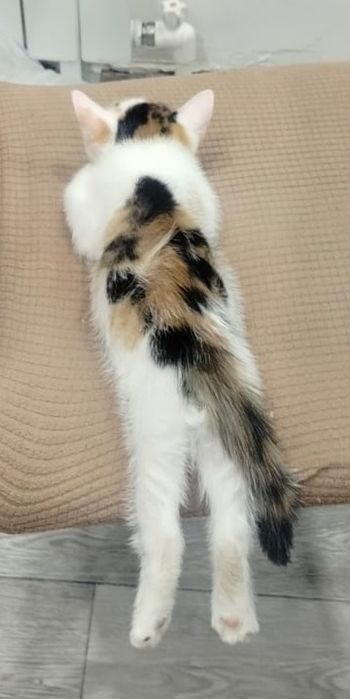 Котята 2,5 месяца
