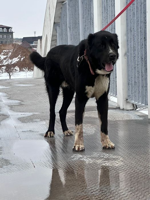 Щенок, Алабай, САО. Собака