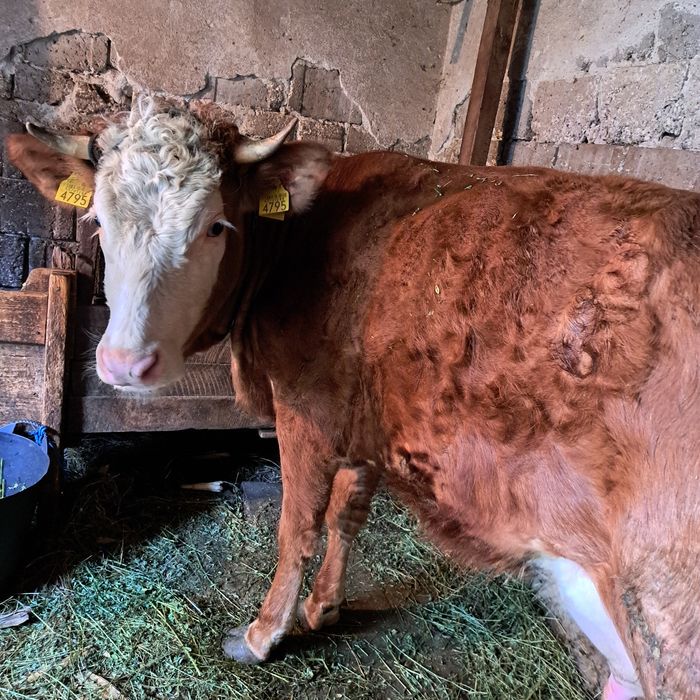 Vând vaca cu vitica