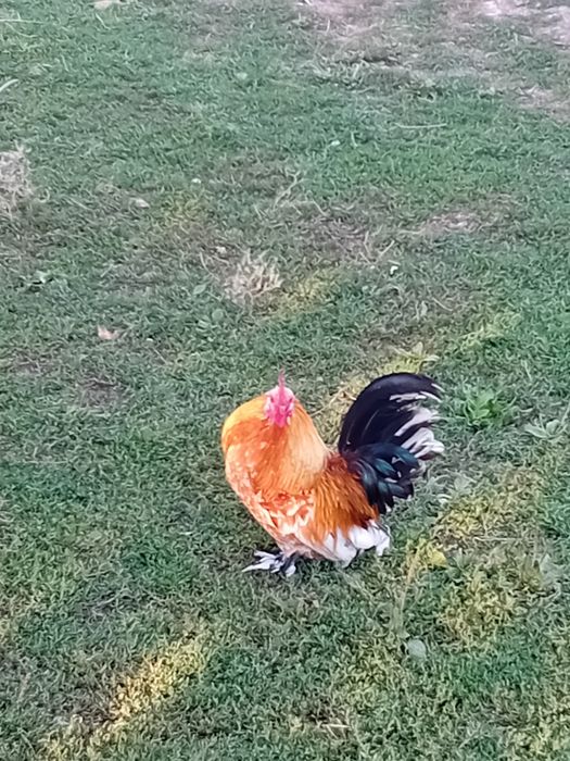 Cocos liliputi de vanzare