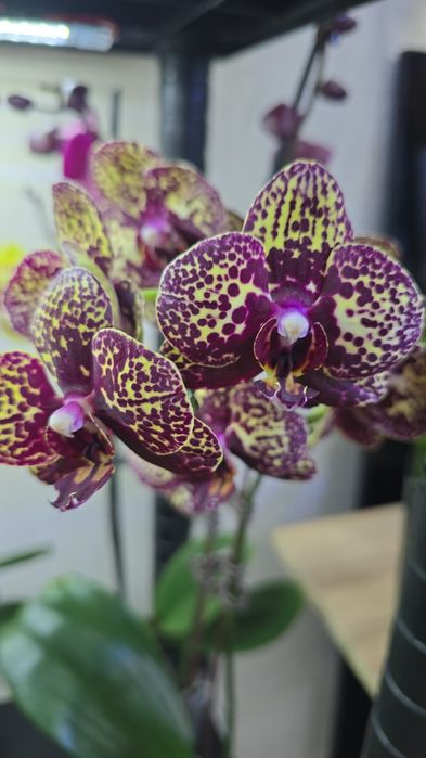 Орхидеи цветущие.