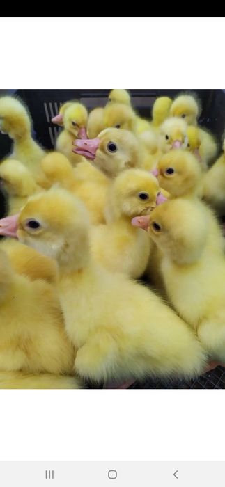 G'oz jo'jalari sotuvda