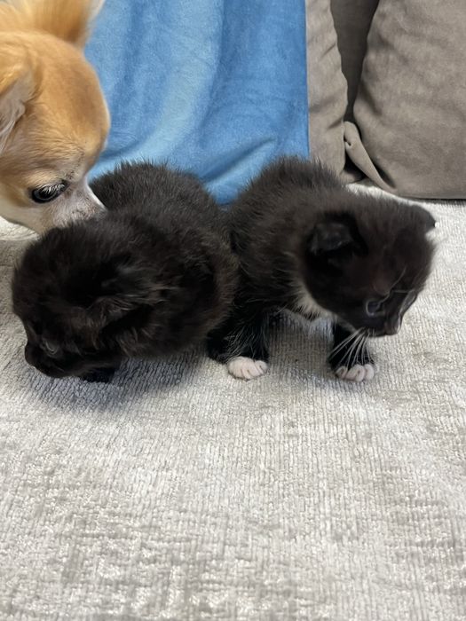 Котята шотландцы веслоухие