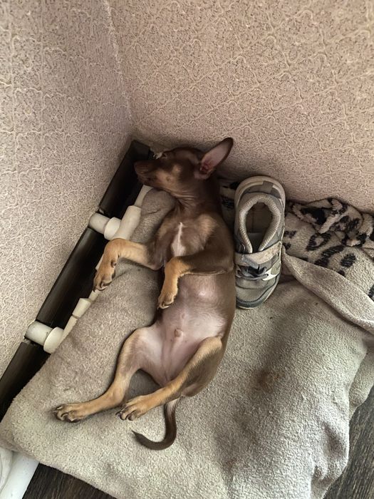 Вязка | Тойтерьер кобель