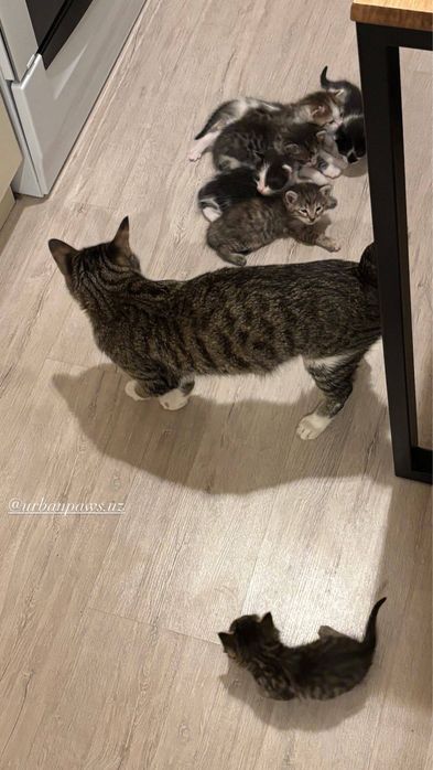 Няня для кошек с выездом на дом. Уход за котиком без стресса
