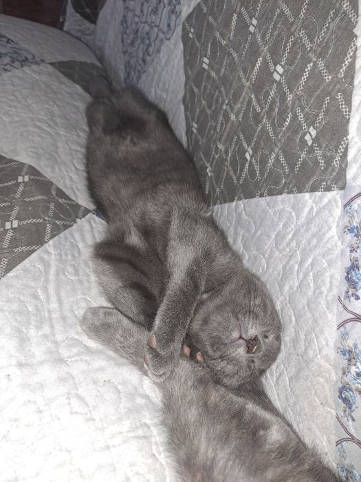Котята бесплатно