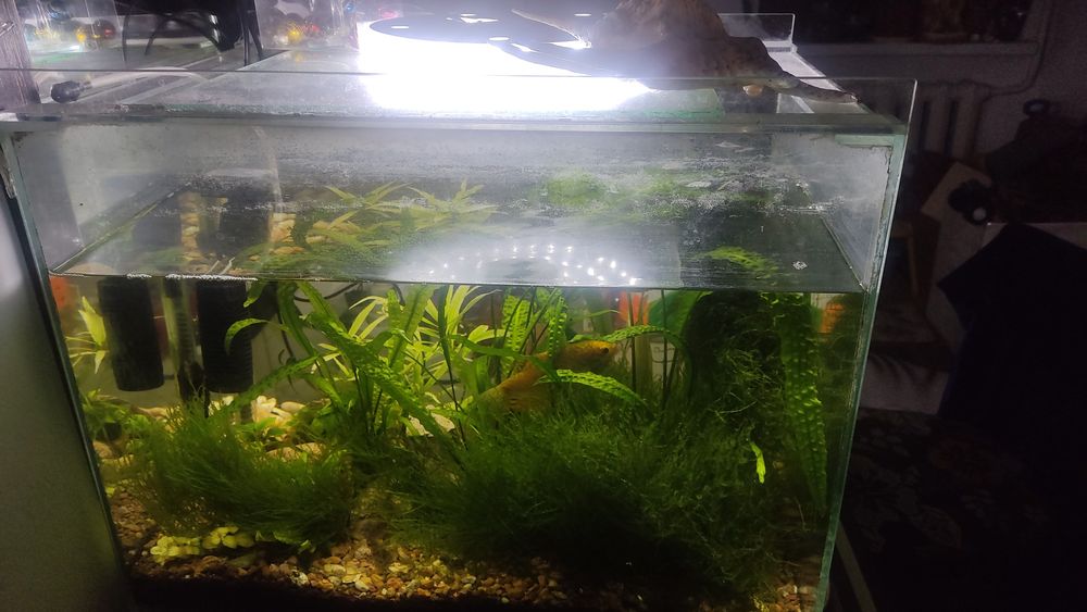 Продам аквариум 65 литров полностью