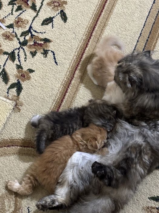 Раздам котят бесплатно
