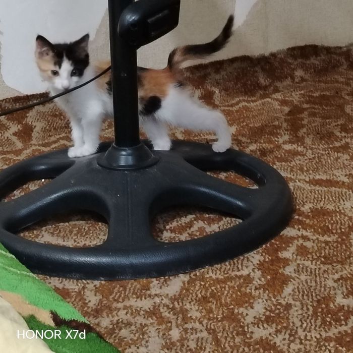 В добрые руки котенок девочка 2 месяца