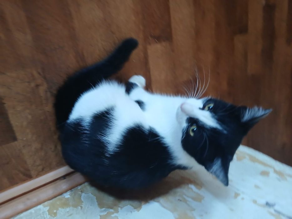 Отдам кошечку Луизу