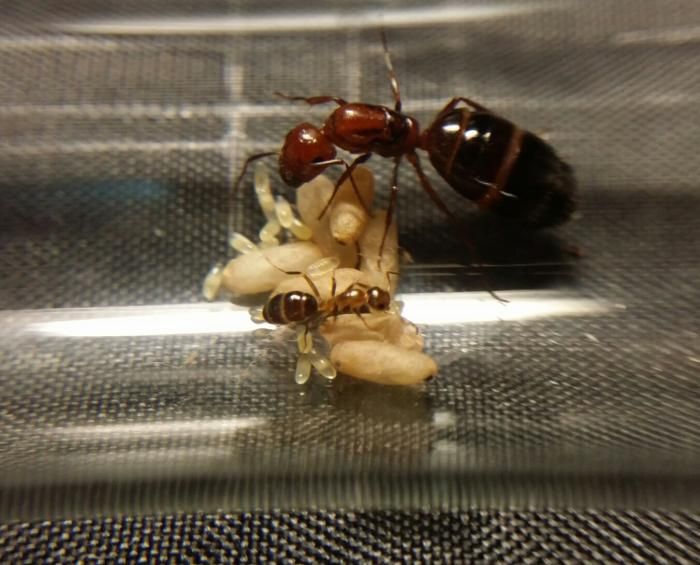 Camponotus lameerei