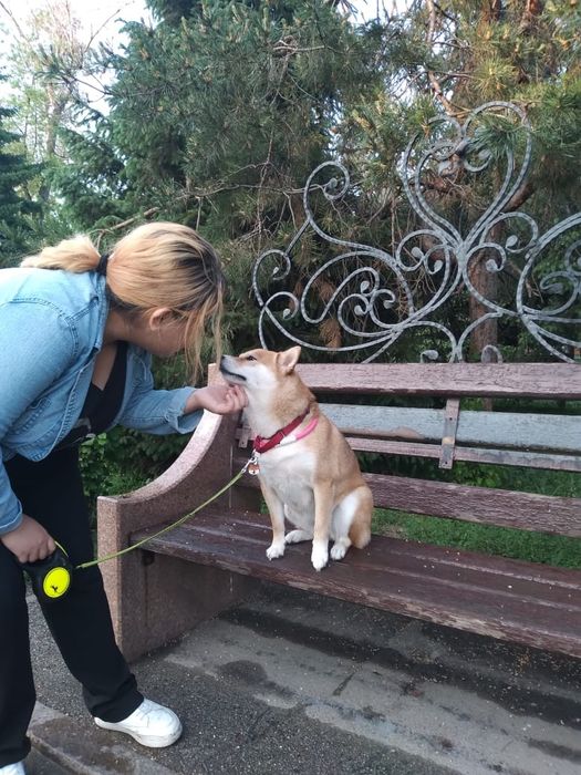 Зооняня-догситтер