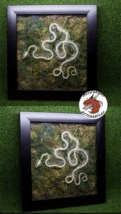 Бабочки в рамке оформленные