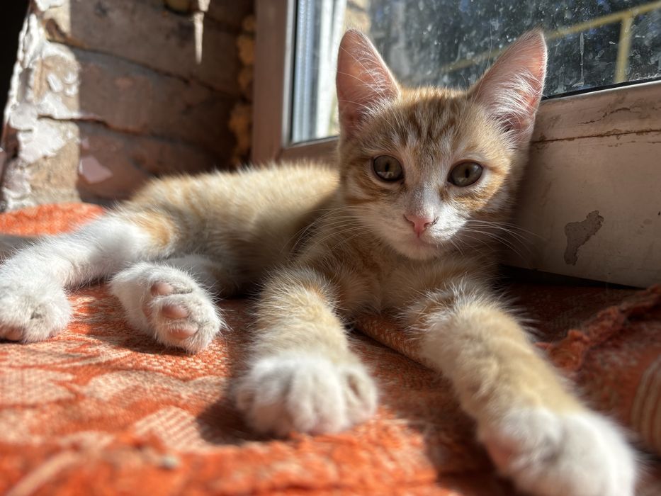 Котенок в добрые руки