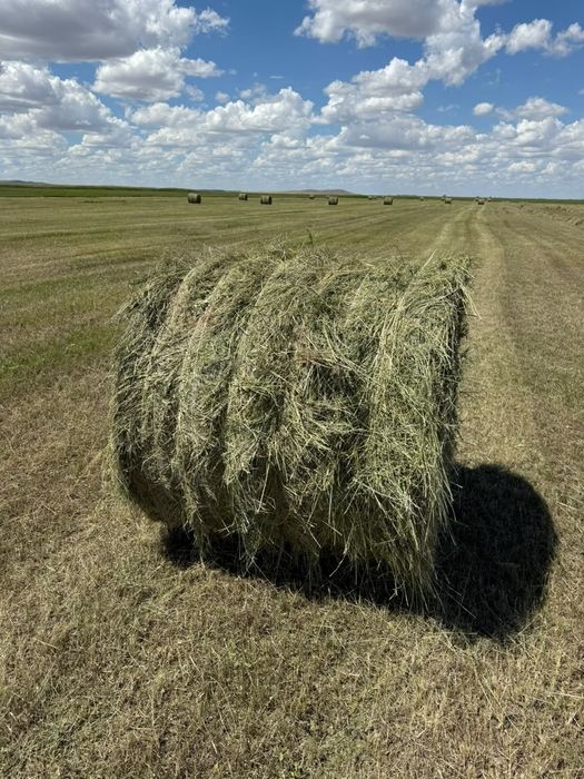 Продам сено в рулонах