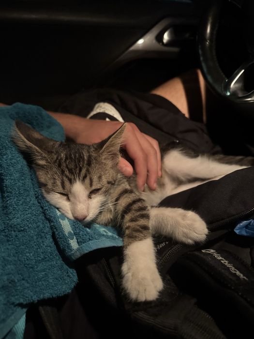 Малко котенце подарявам