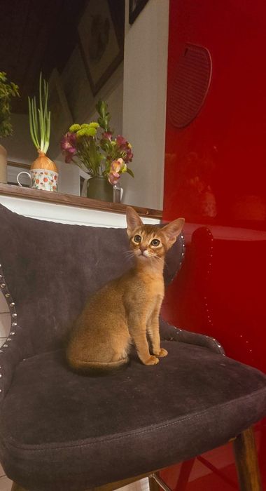 Абиссинские котята