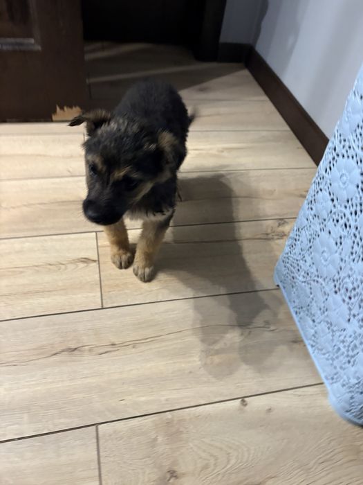 Щенок ищет дом, 1 мес девочка