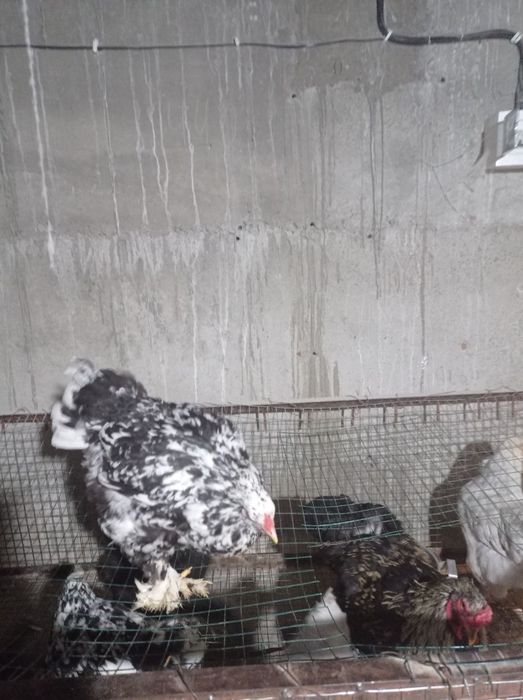 Brama zotli tovuq xoʻrozlar sotiladi