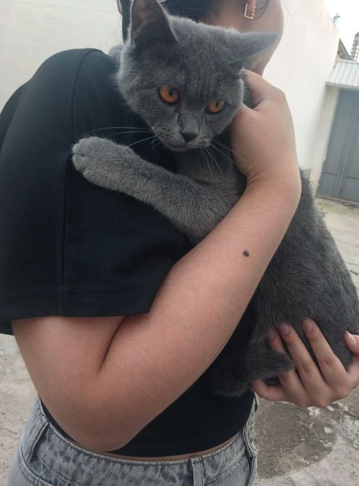 Koshka(mushuk)cat