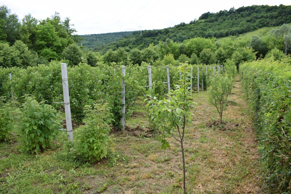 Grădină 3.000 mp în Fizeșul Gherlii, lângă pădure, cu plantație de mur