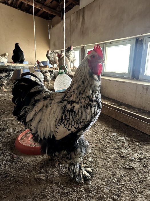 Хўрозлар сотилади, нархи келишилади