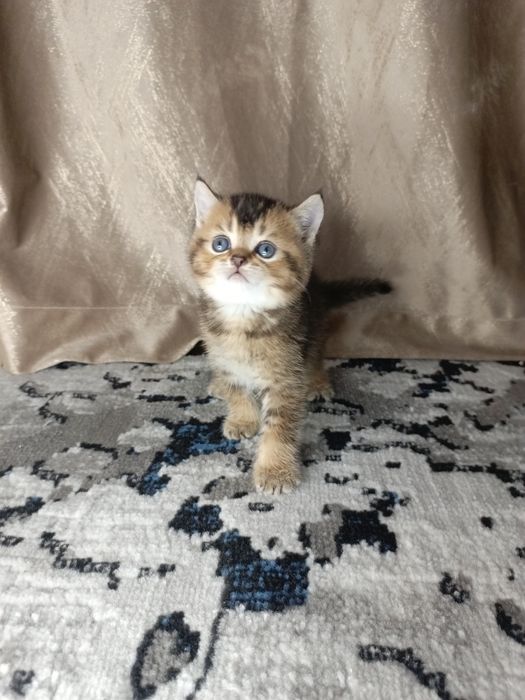 Вислоухие котята