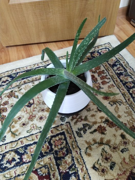 Алоэ лечебный (столетник)
