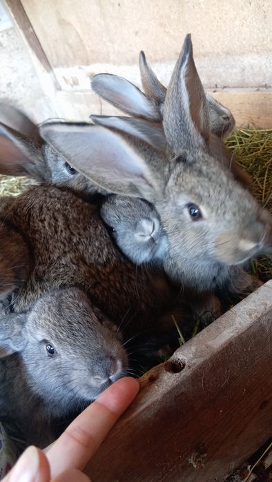 Quyonchalar berib yuboriladi