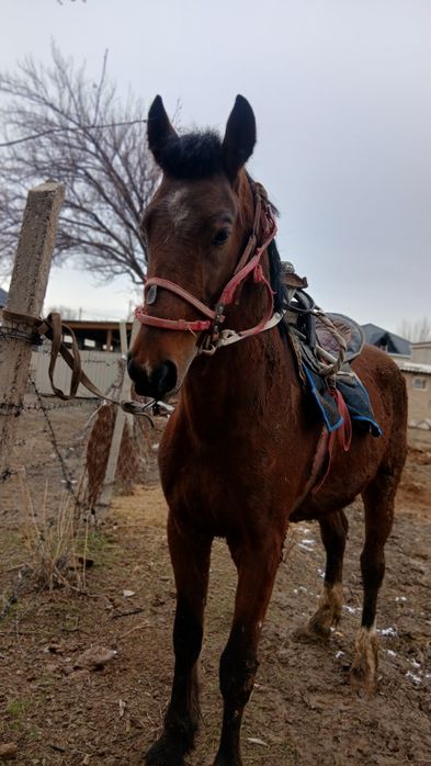 Айғыр жорға можно и на скачки