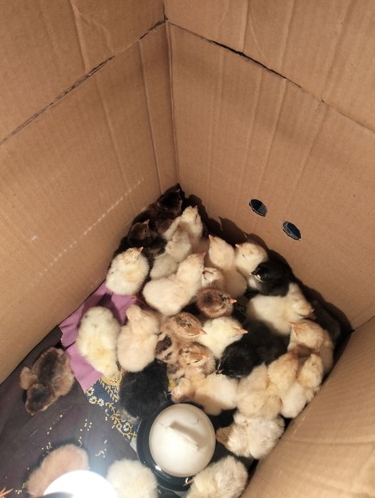 Продам цыплят, суточные.