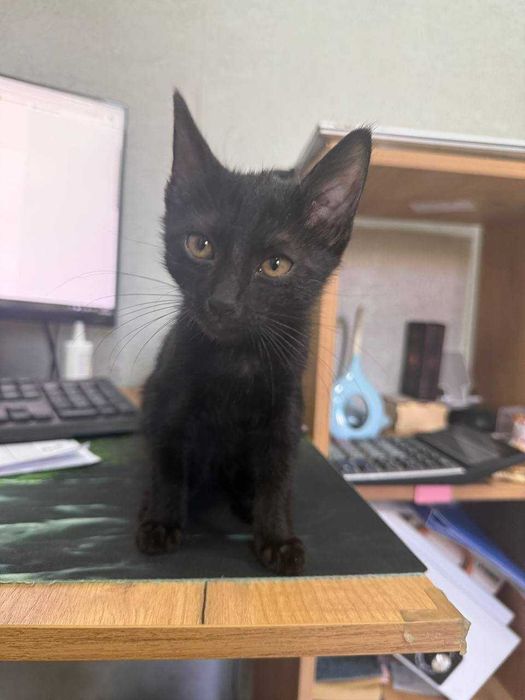 Отдам в хорошие руки черного котенка мальчика