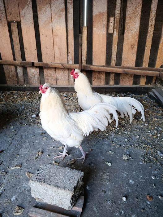 Găini ouătoare Schijndelaar