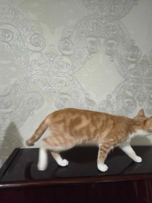 Mushuk hadya qilinadi