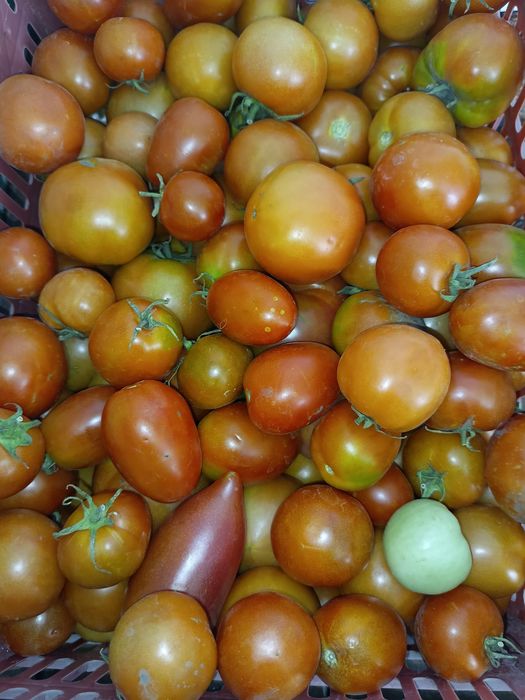Продам домашние помидоры .