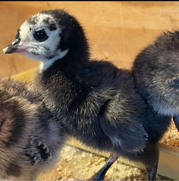 Үндік балпансатылады.