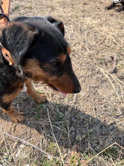 Продается ягдтерьер