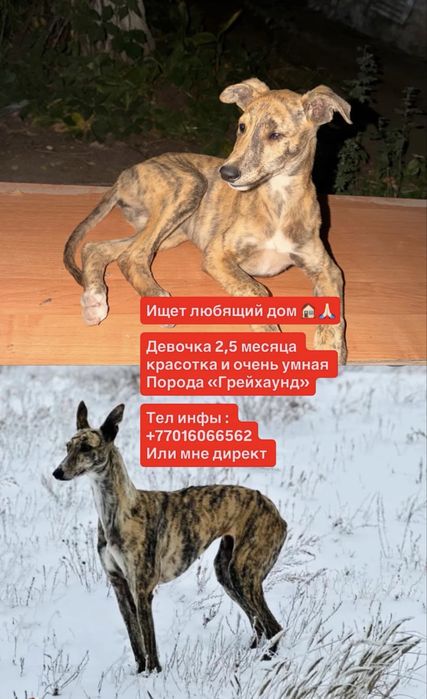 Собака (кобель) ищет дом!